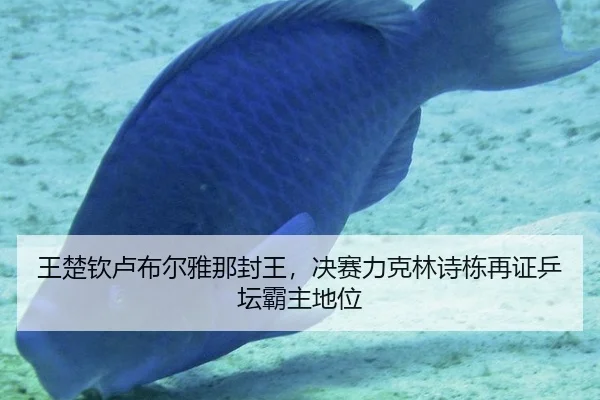 wang-chu-qin-lu-bu-er-ya-na-feng-wang-jue-sai-li-ke-lin-shi-dong-zai-zheng-ping-tan-ba-zhu-di-wei-3-562.jpg